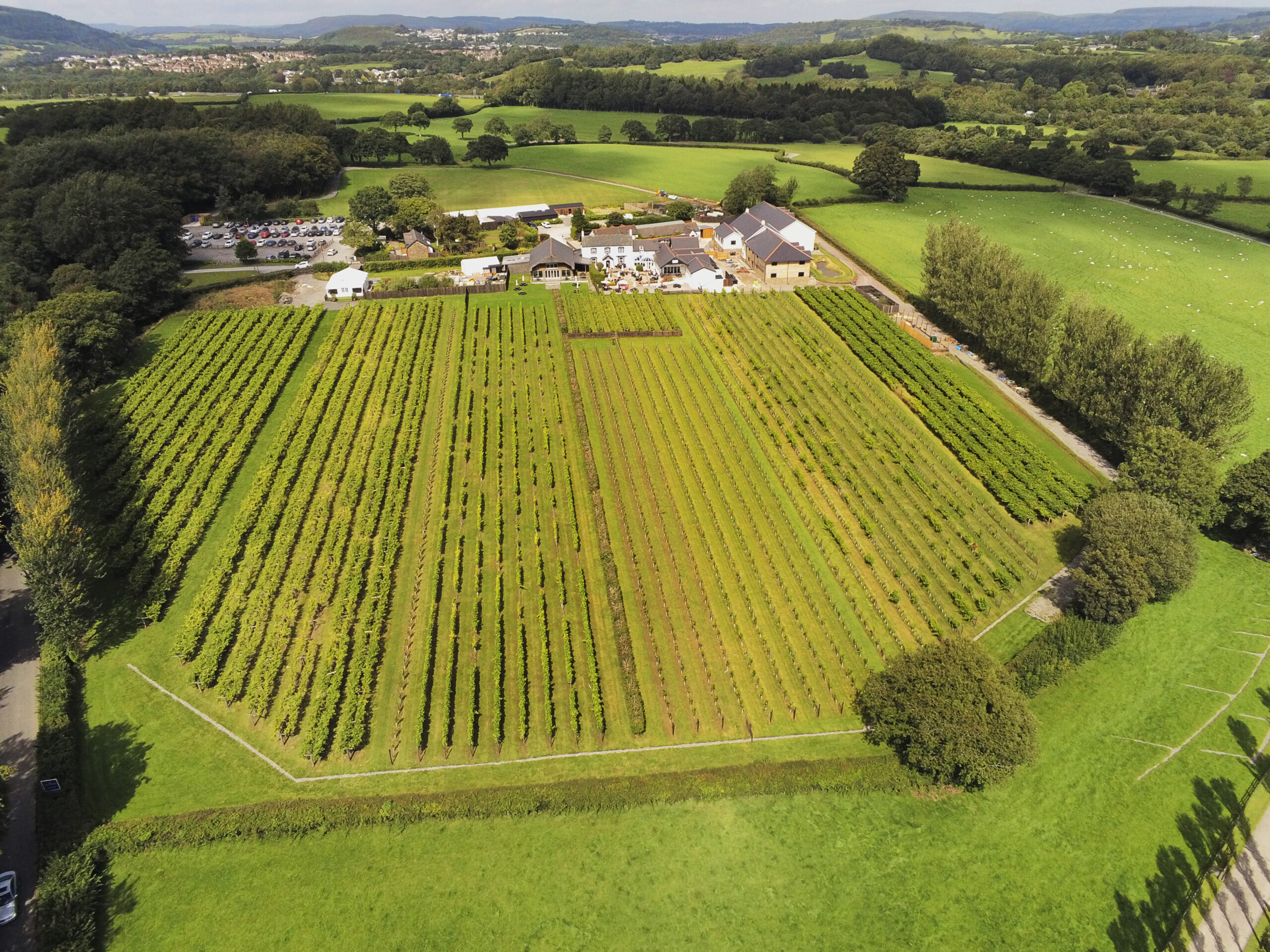 Llanerch vineyard